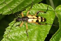 Leptura maculata