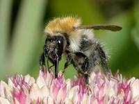 Bombus pascuorum - Common Carder-bee