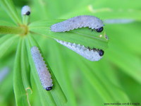 Phymatocera aterrima - Solomon's-seal sawfly