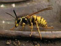 Vespula germanica - German Wasp