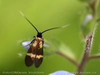 Cauchas fibulella