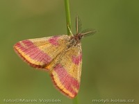 Lythria cruentaria
