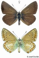 Aricia eumedon - Geranium Argus