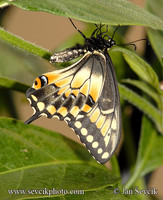 Papilio polyxenes - Black Swallowtail