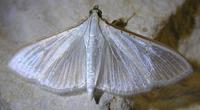 Palpita vitrealis