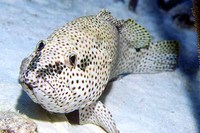 ...Image of Epinephelus adscensionis, Rock hind, Garoupa, Glopim, Klippekoralbars, Katvis, Hind, Ro