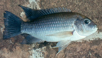 Sarotherodon mvogoi, :