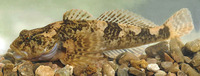 Cottus gobio, Bullhead: bait