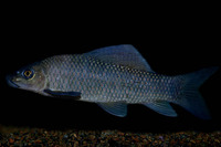 Labeo coubie, African carp: fisheries, aquarium