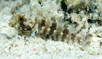 Labrisomus bucciferus, Puffcheek blenny: aquarium