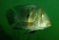 Geophagus brasiliensis, Pearl cichlid: aquarium