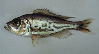 Hemibates stenosoma, : aquarium