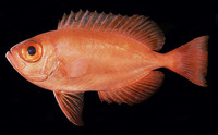 Priacanthus nasca, :