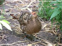 Hume's Bar-tailed Pheasant Syrmaticus humiae humiae