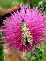 Zygaena carniolica