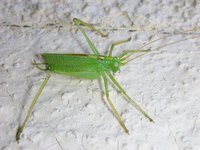 Meconema thalassinum - Oak bush cricket