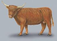 Image of: Bos taurus (aurochs)