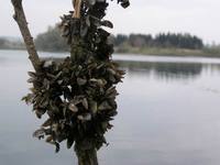 Dreissena polymorpha - zebra mussel