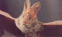 Image of: Megaderma lyra (greater false vampire bat)