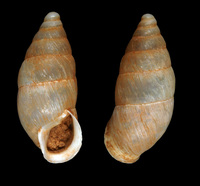Mastus pupa