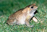 Bufo melanostictus - Gold Toad