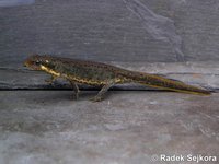 Triturus italicus - Italian Newt