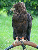 Terathopius ecaudatus - Bateleur