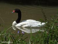 Cygnus melanocorypha - Black-necked Swan