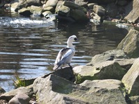 Mergellus albellus - Smew