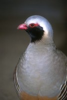 Alectoris philbyi - Philby's Partridge