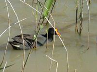 Gallinula tenebrosa - Dusky Moorhen