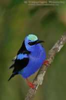 Cyanerpes cyaneus - Red-legged Honeycreeper