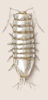 Image of: Lirceus fontinalis