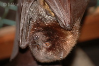 Pteropus rodricensis - Rodriguez Flying Fox