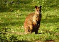 Wallabia bicolor - Swamp Wallaby