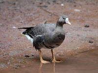 Image of: Anser albifrons (greater white-fronted goose)