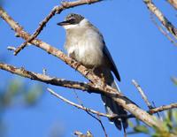 Image of: Cyanopica cyanus (azure-winged magpie)