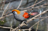 Image of: Garrulax milnei (red-tailed laughingthrush)