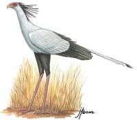 Image of: Sagittarius serpentarius (secretary bird)