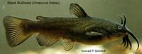 Image of: Ameiurus melas (black bullhead)