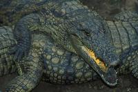 Image of: Crocodylus niloticus (Nile crocodile)