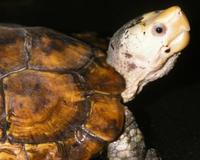 Image of: Geoemyda yuwonoi