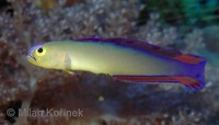 Nemateleotris decora - Decorated Dartfish