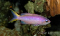 Pseudanthias tuka - Purple Anthias