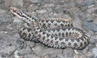 Vipera berus - Adder