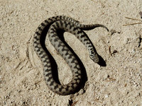 Vipera berus bosniensis