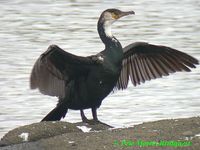 Japanese Cormorant - Phalacrocorax capillatus