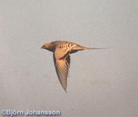 Pallas's Sandgrouse - Syrrhaptes paradoxus