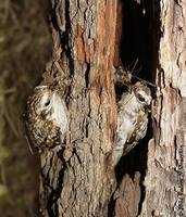 Eurasian Treecreeper - Certhia familiaris