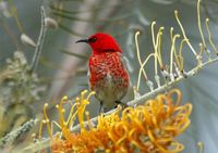 Scarlet Honeyeater